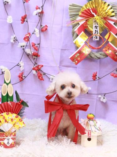 20230124メルティちゃん